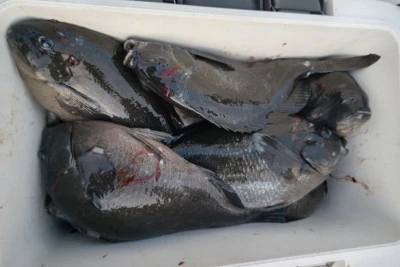 磯八丸の2026年2月19日(木)4枚目の写真