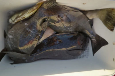 磯八丸の2026年2月20日(金)2枚目の写真