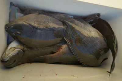 磯八丸の2026年2月20日(金)4枚目の写真