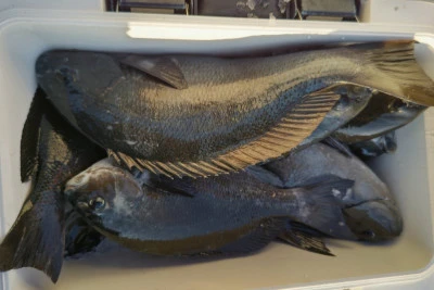 磯八丸の2026年2月20日(金)5枚目の写真