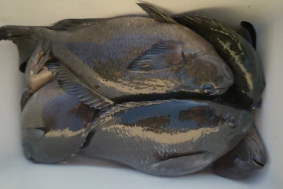 磯八丸の2026年2月21日(土)1枚目の写真