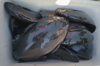 磯八丸の2026年2月21日(土)2枚目の写真