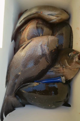 磯八丸の2026年2月21日(土)4枚目の写真