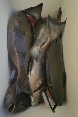 磯八丸の2026年2月21日(土)5枚目の写真