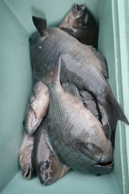 磯八丸の2026年2月24日(火)3枚目の写真