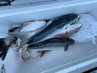 ヒダカ水産の2026年2月18日(水)1枚目の写真