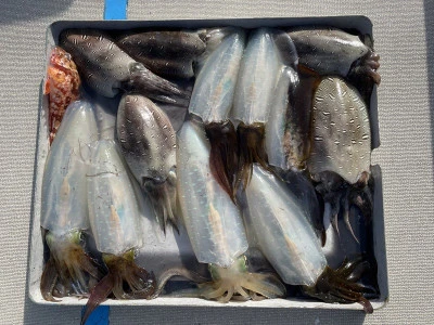 真珠・山本釣り筏の2026年2月23日(月)2枚目の写真