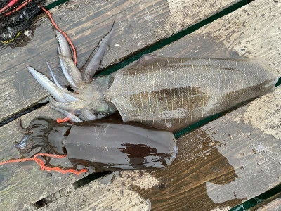 真珠・山本釣り筏の2026年2月24日(火)2枚目の写真