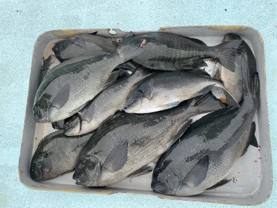 真珠・山本釣り筏の2026年2月24日(火)3枚目の写真