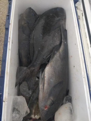 中山総合釣センター・海遊の2026年2月19日(木)1枚目の写真