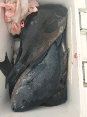 中山総合釣センター・海遊の2026年2月19日(木)2枚目の写真