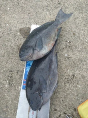 中山総合釣センター・海遊の2026年2月19日(木)3枚目の写真