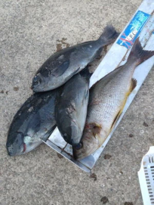 中山総合釣センター・海遊の2026年2月21日(土)2枚目の写真