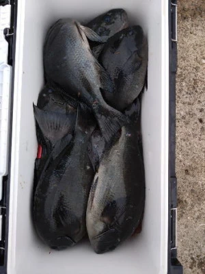 中山総合釣センター・海遊の2026年2月21日(土)4枚目の写真