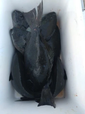 中山総合釣センター・海遊の2026年2月21日(土)5枚目の写真