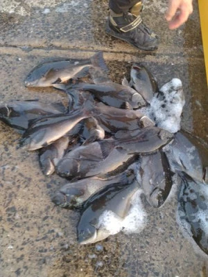 丸銀釣りセンターの2026年2月20日(金)5枚目の写真