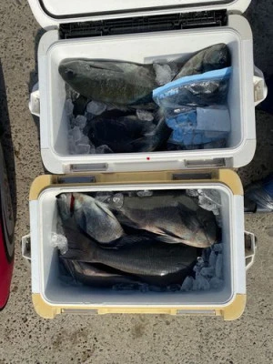 丸銀釣りセンターの2026年2月22日(日)5枚目の写真