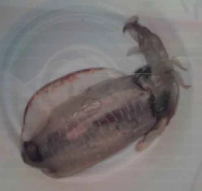 こかわ渡船 雅丸の2026年2月24日(火)1枚目の写真