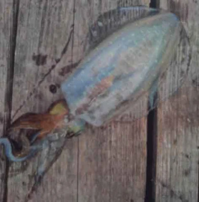 こかわ渡船 雅丸の2026年2月23日(月)1枚目の写真