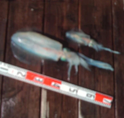 こかわ渡船 雅丸の2026年2月22日(日)1枚目の写真