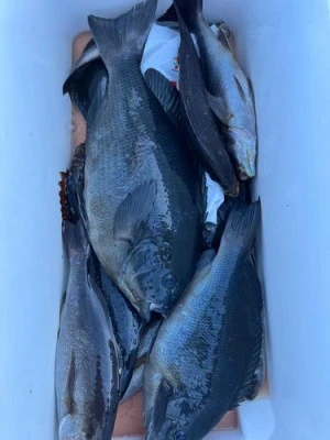 金盛丸の2026年2月21日(土)3枚目の写真