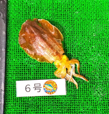 三重外湾漁協 錦事業所直営 釣り筏の2026年2月15日(日)1枚目の写真