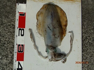 奥田つり具店の2026年2月22日(日)2枚目の写真