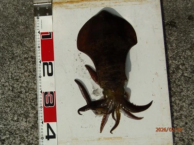 奥田つり具店の2026年2月22日(日)3枚目の写真