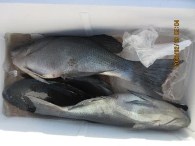 末光渡船の2026年2月19日(木)1枚目の写真