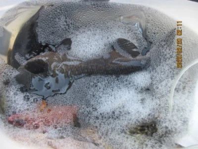 末光渡船の2026年2月20日(金)2枚目の写真