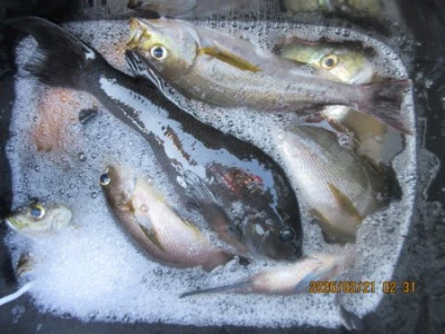 末光渡船の2026年2月21日(土)2枚目の写真