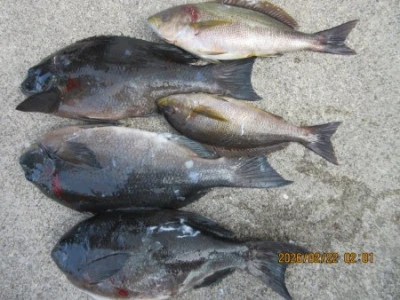 末光渡船の2026年2月22日(日)3枚目の写真