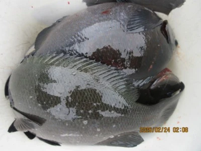 末光渡船の2026年2月24日(火)4枚目の写真