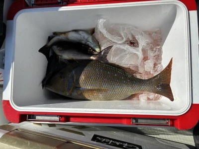 ながはま渡船の2026年2月20日(金)2枚目の写真