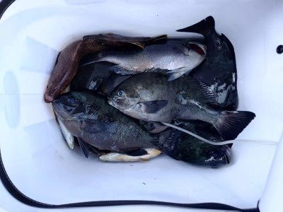 ながはま渡船の2026年2月21日(土)1枚目の写真