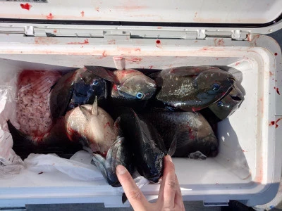 ながはま渡船の2026年2月21日(土)2枚目の写真