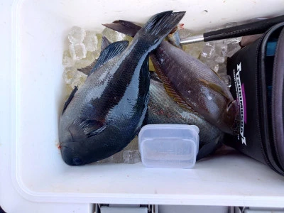 ながはま渡船の2026年2月21日(土)3枚目の写真