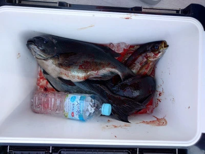 ながはま渡船の2026年2月21日(土)4枚目の写真