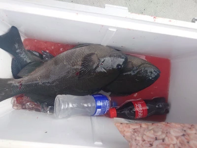 ながはま渡船の2026年2月22日(日)1枚目の写真