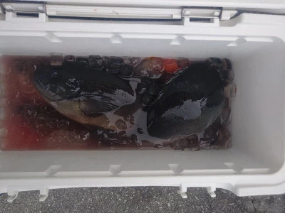 ながはま渡船の2026年2月22日(日)2枚目の写真