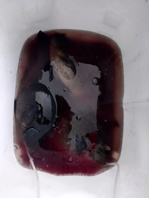 ながはま渡船の2026年2月22日(日)3枚目の写真