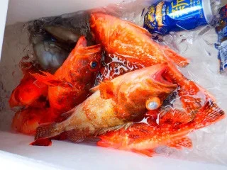 せきおう丸の2026年2月15日(日)5枚目の写真