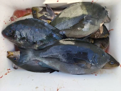 ながはま渡船の2026年2月26日(木)1枚目の写真