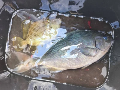 ながはま渡船の2026年2月26日(木)2枚目の写真