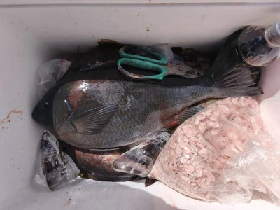 ながはま渡船の2026年2月26日(木)3枚目の写真