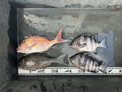 前田渡船の2026年2月22日(日)3枚目の写真