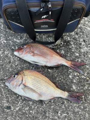 前田渡船の2026年2月22日(日)4枚目の写真