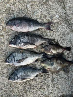 前田渡船の2026年2月21日(土)3枚目の写真