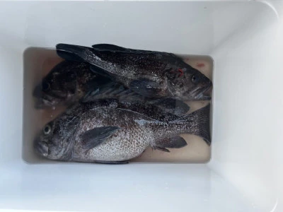 前田渡船の2026年2月21日(土)5枚目の写真