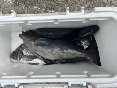 前田渡船の2026年2月14日(土)1枚目の写真